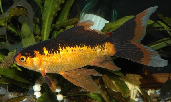 ... Goldfish can be yellow, red, gold, bronze, patches, black, and white